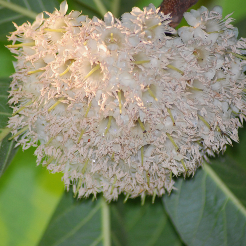 Chiuri Honey - Image 3