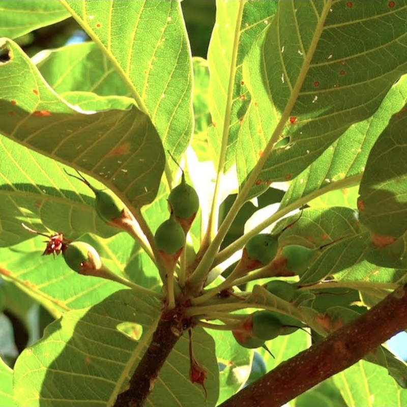 Chiuri Honey - Image 4