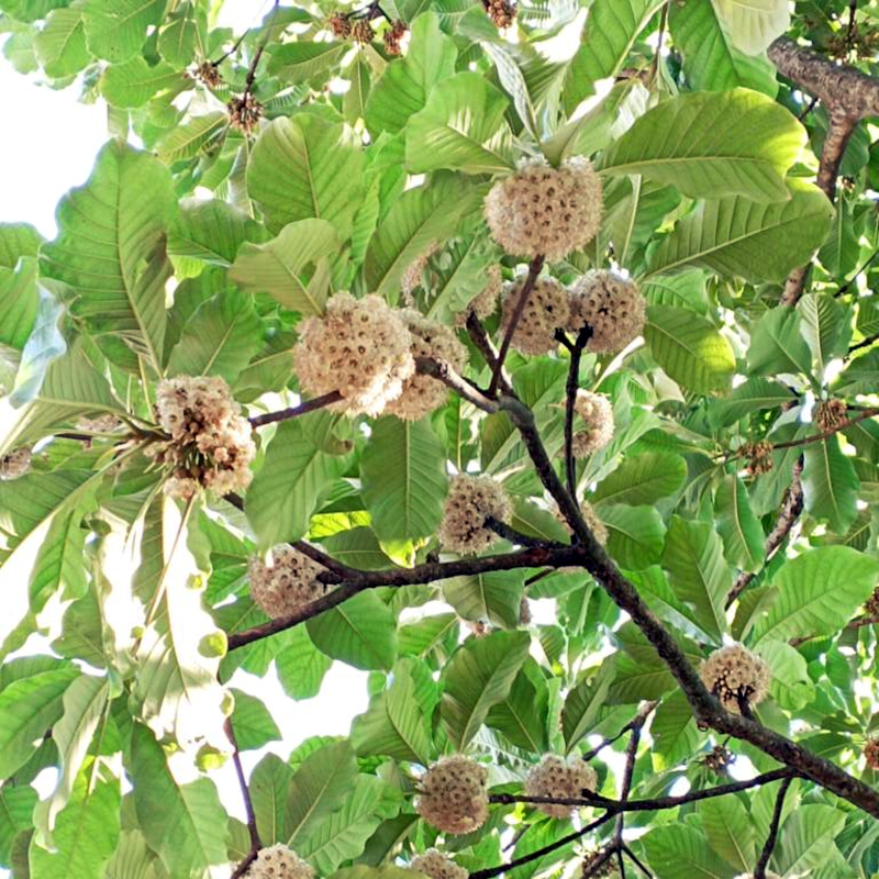 Chiuri Honey - Image 2