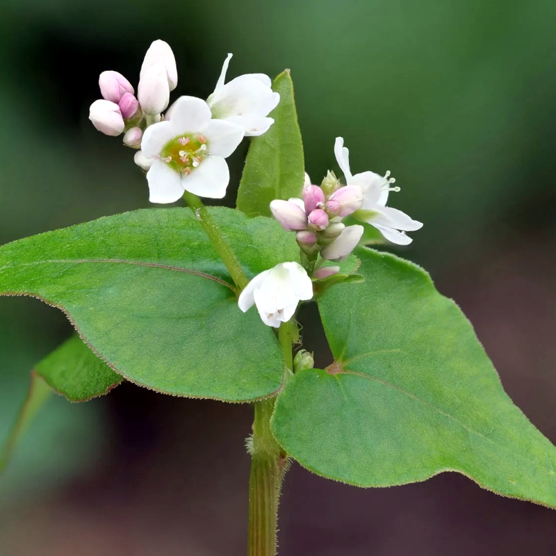 Fapar Honey - Image 3