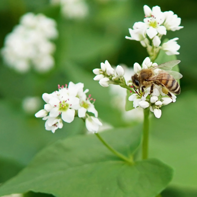 Fapar Honey - Image 2