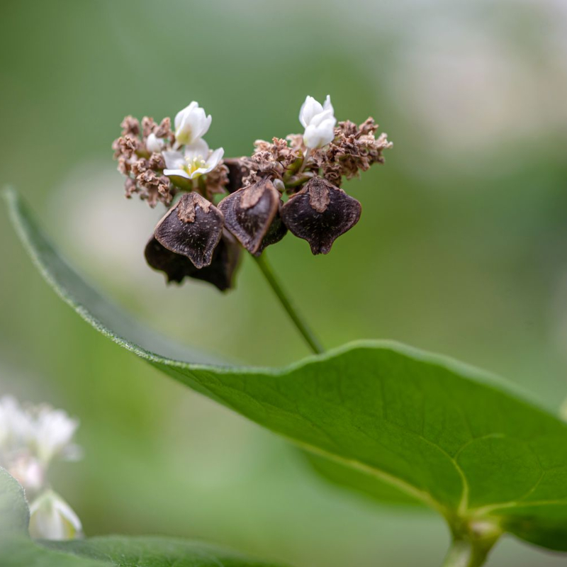 Fapar Honey - Image 4