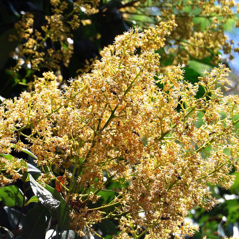 Lychee Honey - Image 2