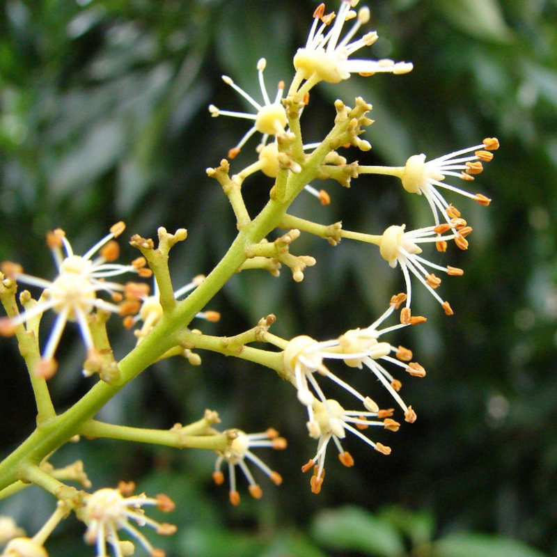 Lychee Honey - Image 3