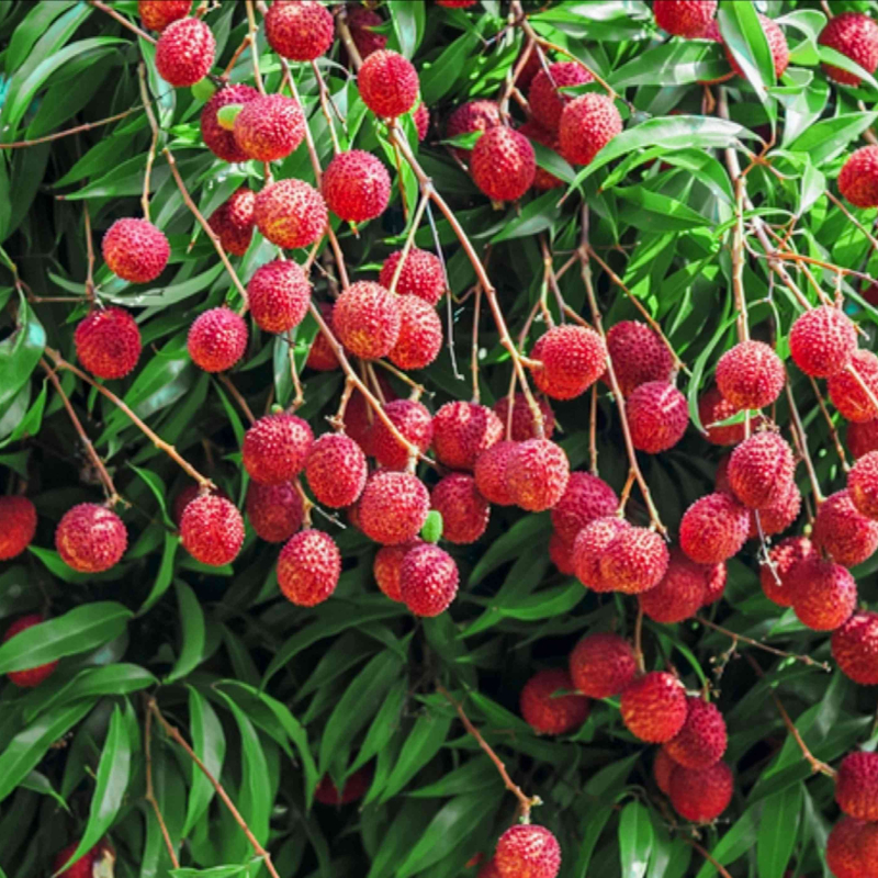 Lychee Honey - Image 4