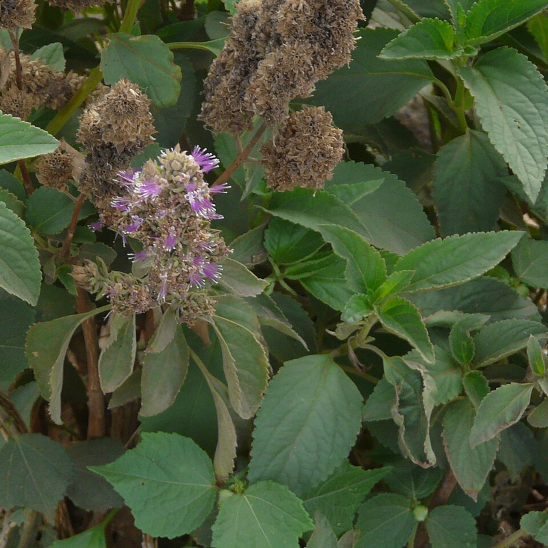 Rudilo Honey - Image 2