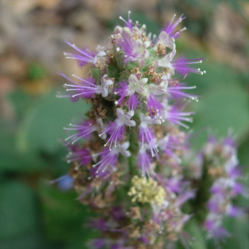 Rudilo Honey - Image 3