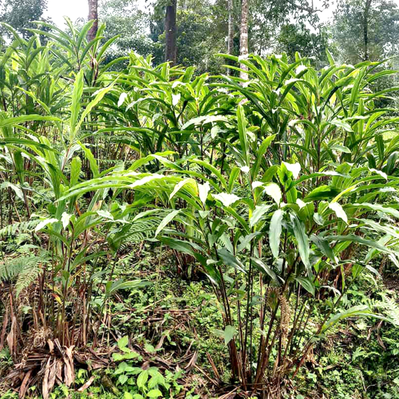 Black Cardamom - Image 5